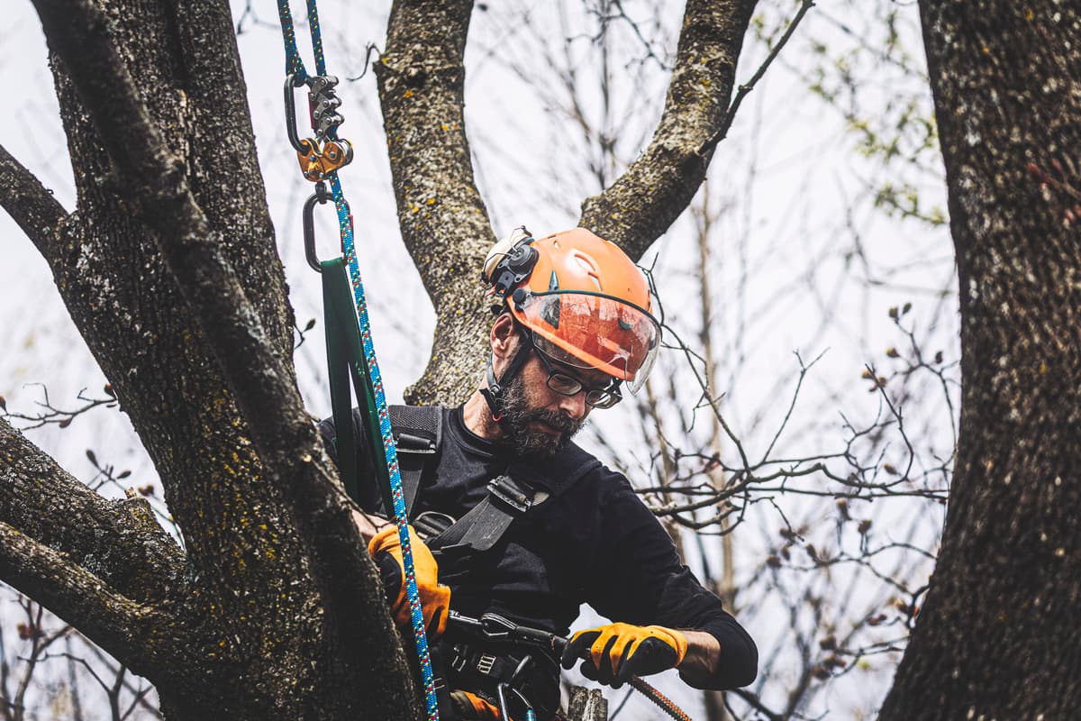 Arborist working high in a tree canopy