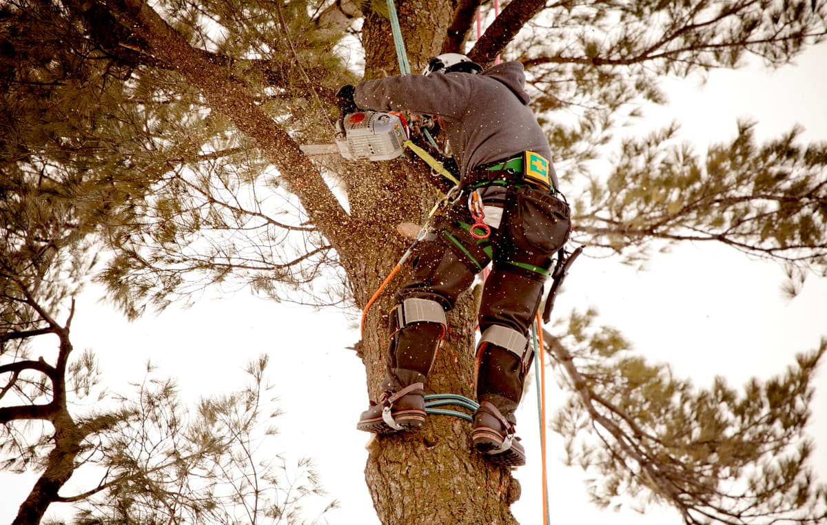 Arborist climbing a tree with rigging gear