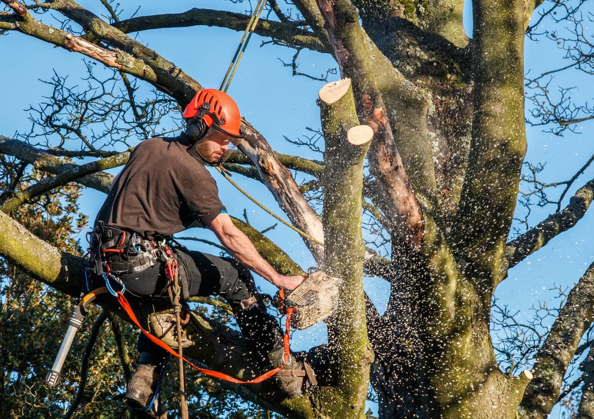 Tree care professionals on a residential service call