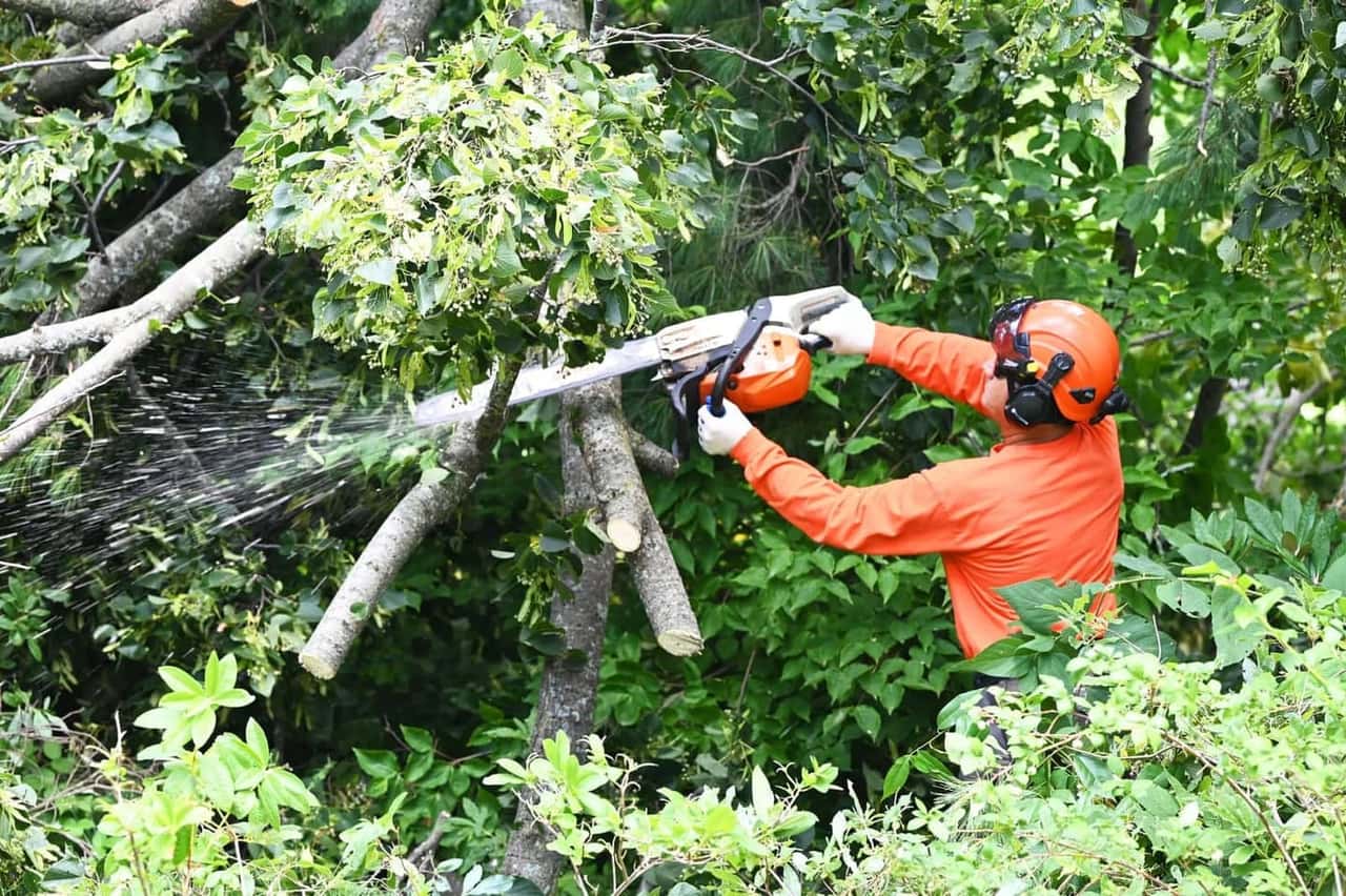 Arborist using a chainsaw in mid-cut, with sawdust spraying out