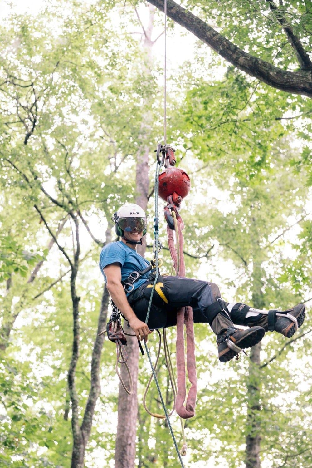 Smiling arborist suspended on rigging high in a sunlit tree canopy