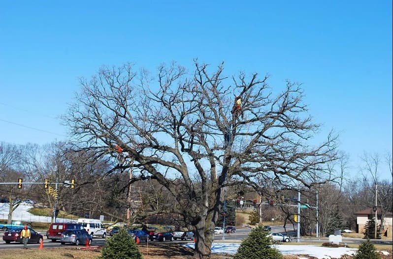 Crew working high in the canopy of a massive bare oak